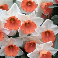 Нарцис Chromacolor