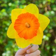 Нарцис Pride of Lions