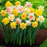 Комплект з 10 цибулин нарцисів різних сортів на вибір компанії