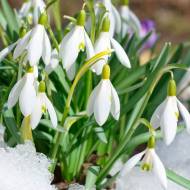 Проліска Elwesii 7+