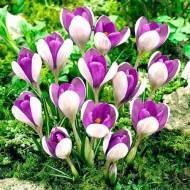 Крокус великоквітковий Vanguard