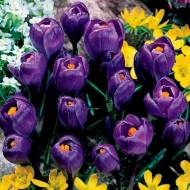 Крокус великоквітковий Negro Boy