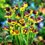 Рябчик дрібноквітковий Uva-Vulpis