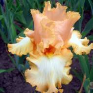 Ірис німецький (бородатий) Барбара Май Лав