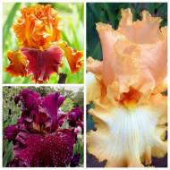 Комплект з 3-х різних сортів німецьких ірисів