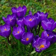 Крокус многоцветковый Remembrance