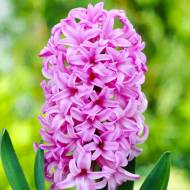 Гиацинт Anna Liza