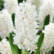 Гиацинт Antarctica