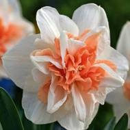 Нарцисс Delnashaugh