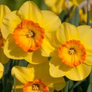 Нарцисс Delibes