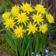 Нарцисс Рип Ван Винкл (10/12)