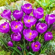 Крокус многоцветковый Flower Record
