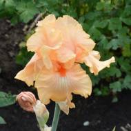 Ирис немецкий (бородатый) Октобер Фест