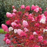 Саджанець Гортензія волотиста Framboisine Rensam (Самарська Лідія) в контейнері