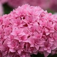 Саджанець Гортензія великолиста Romance в контейнері