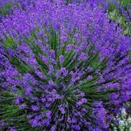 Саджанець Лавандин Гроссо