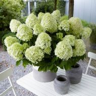 Саженец гортензии метельчатой ​​Little Spooky в контейнере