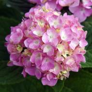 Саженец гортензии крупнолистной Bailmer в контейнере