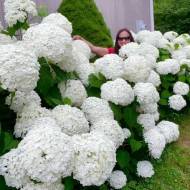 Саженец гортензии древовидной Strong Annabelle в контейнере