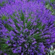 Саженец лавандина Гроссо в контейнере