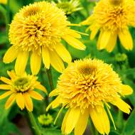 Саджанець Ехінацея Eccentriс Yellow в контейнері