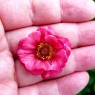 Саджанець Гравілат Tempo Rose в контейнері