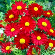 Саджанець Пижмо Robinson Red в контейнері