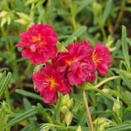 Саджанець Сонцецвіт Cerise Queen в контейнері