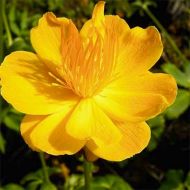 Саджанець Купальниця Golden Queen в контейнері