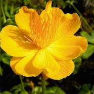 Саджанець Купальниця Golden Queen в контейнері