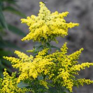 Саджанець Золотушник Sweety в контейнері