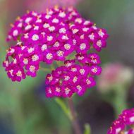 Саджанець Деревій Cerise Queen в контейнері