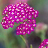 Саджанець Деревій Cerise Queen в контейнері