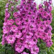 Саджанець Дельфініум Pacific Astolat в контейнері