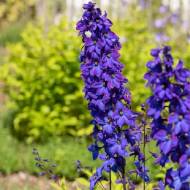 Саджанець Дельфініум Pacific Black Knight в контейнері