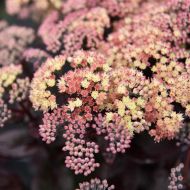 Саджанець Очиток Globe Yellow в контейнері