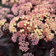 Саджанець Очиток Globe Yellow в контейнері