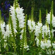 Саджанець Фізостегія біла в контейнері