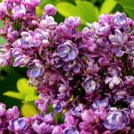 Саджанець Бузок Katherina Mavemeyer в контейнері