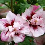 Саджанець гібіскуса сирійського Lady Stanley в контейнері