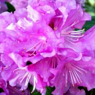 Саджанець Азалія Японська Еліт в контейнері