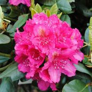 Саджанець Рододендрон American Beauty в контейнері