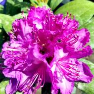 Саджанець Рододендрон Alfred в контейнері