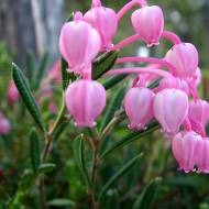 Саджанець Андромеда в контейнері