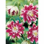 Саджанець Аквілегія махрова Nora Barlow в контейнері