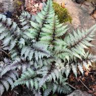 Саджанець Папороть ніпонська Peter Lace в контейнері