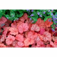 Саджанець Гейхера Georgia Peach в контейнері