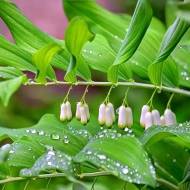 Саджанець Купена приземкувата в контейнері