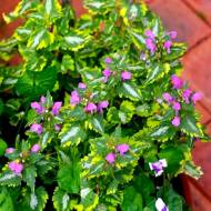 Саджанець Яснотка Anne Greenaway в контейнері