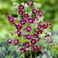 Саженец герани темно-бурой Samobor в контейнере